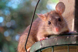 Gyönyörű becenevek fiúk patkányok számára. Mi a neve, hogy válasszon dekoratív patkányt?